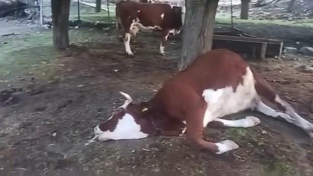 Yıldırım düşmesi sonucu 2 inek telef oldu