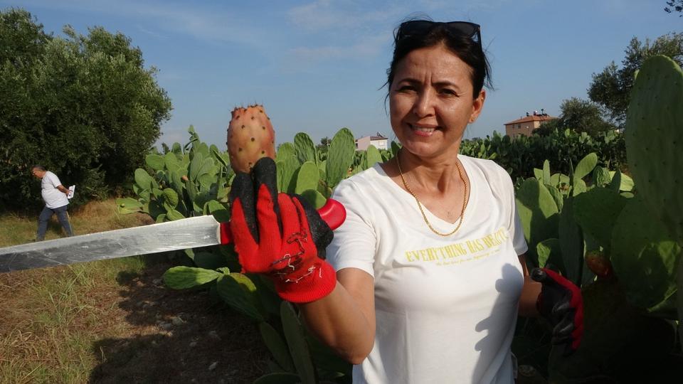 Geleceğin meyvesi dikenli incir