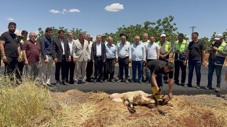 Yollar asfaltlandı, vatandaşlar adak kurbanı kesti