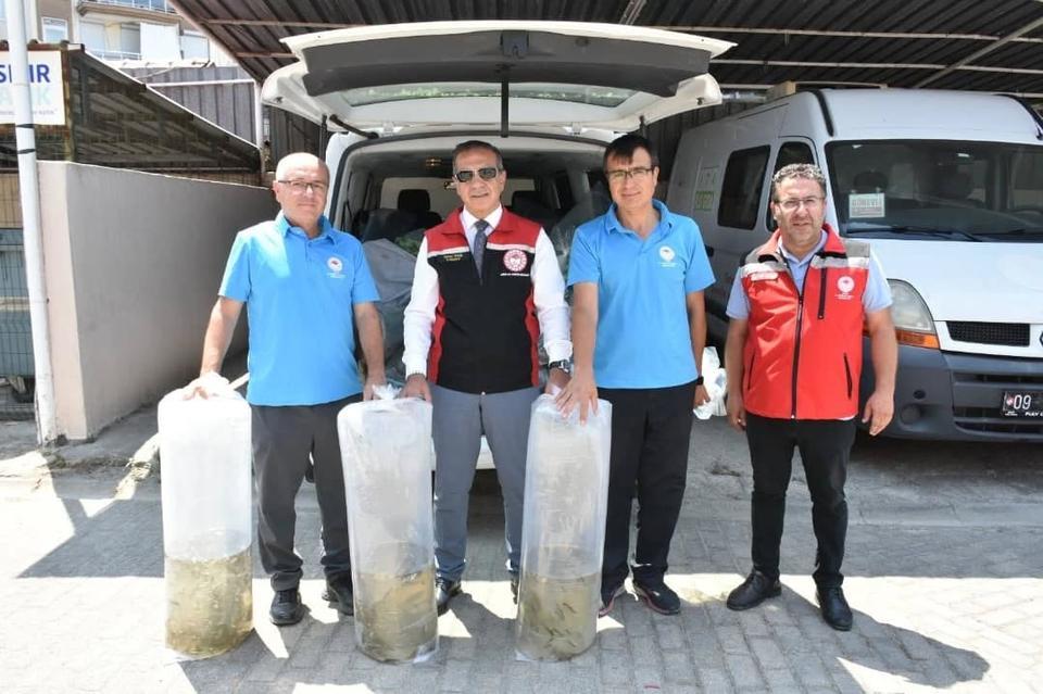 Aydın'da 153 bin sazan yavrusu doğayla buluştu