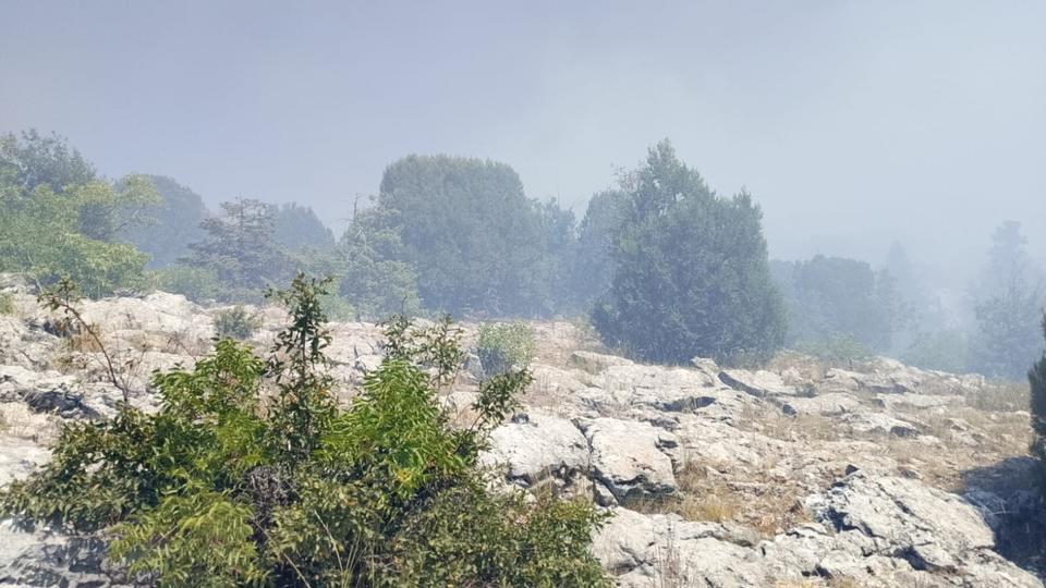 Çöplük yangını ormana sıçradı