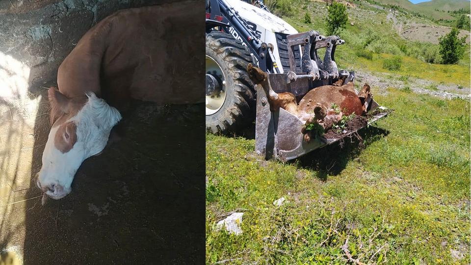 Bir annenin süt İneği için gözyaşları