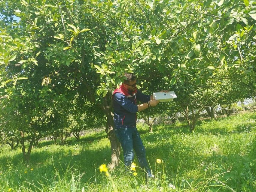 Koçarlı'da Akdeniz meyve sineğine karşı tuzaklı takip sürüyor