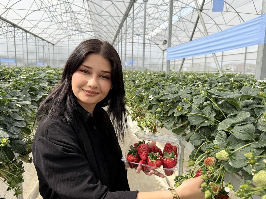 Topraksız tarımda ilk çilek hasadı yapıldı