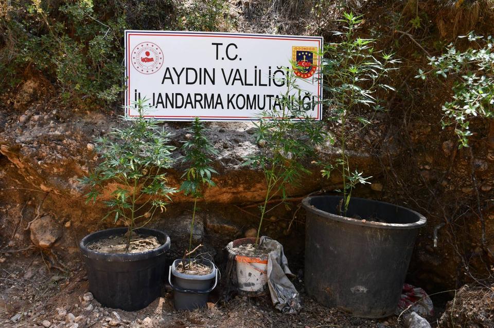 Aydın'da jandarma zehir tacirlerine göz açtırmıyor
