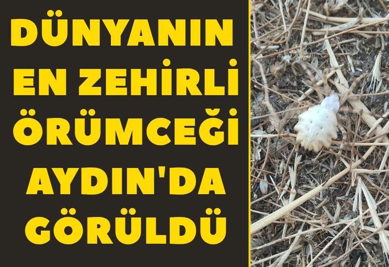 Dünyanın en zehirli örümceği Aydın'da görüldü