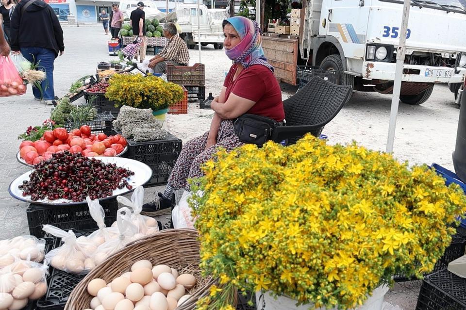 Ege'de tüm zamanların en şifalı bitkisi kantaron zamanı