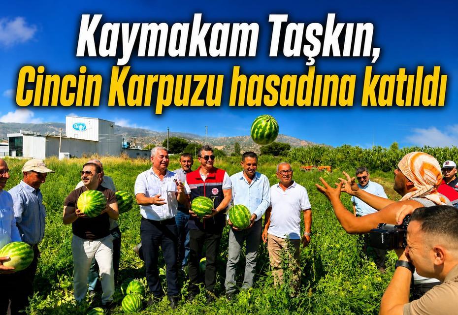 Kaymakam Taşkın, Cincin Karpuzu hasadına katıldı