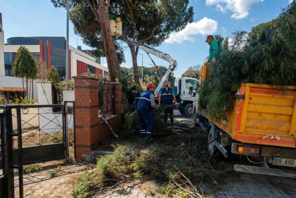 Efeler'de yüksek çam ağaçları bakıma alındı