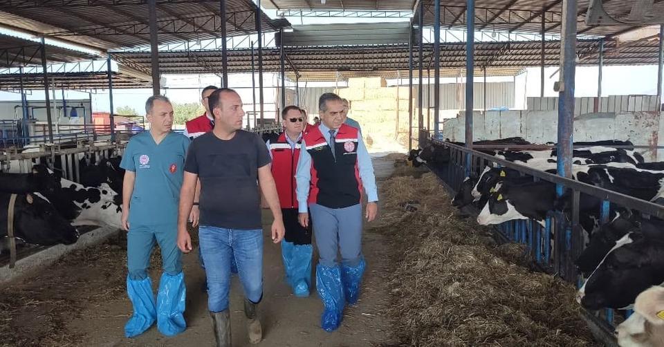 Aydın'da şap ile mücadele sürüyor