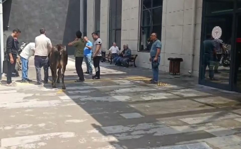 Kaçan kurbanlık dana soluğu acil serviste aldı