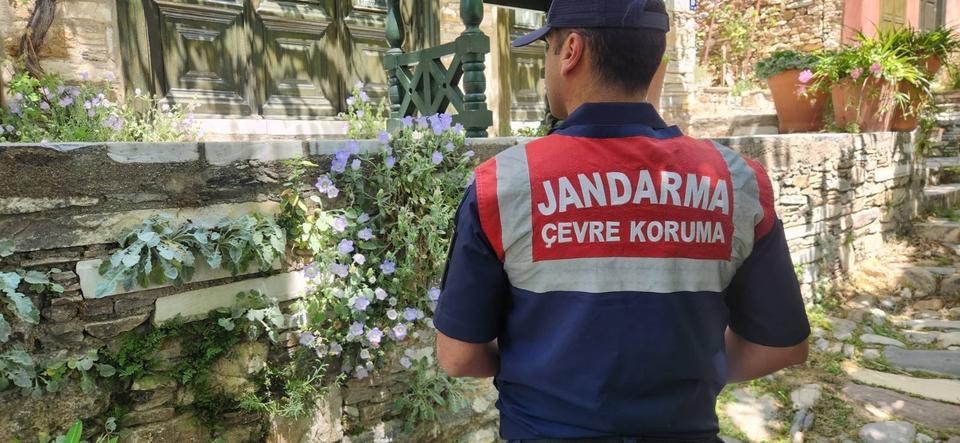 Aydın’da endemik Tüylü Çan Çiçeği koruma altında