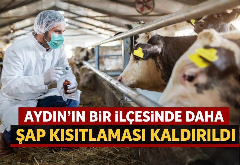 Aydın’ın bir ilçesinde daha şap kısıtlaması kaldırıldı