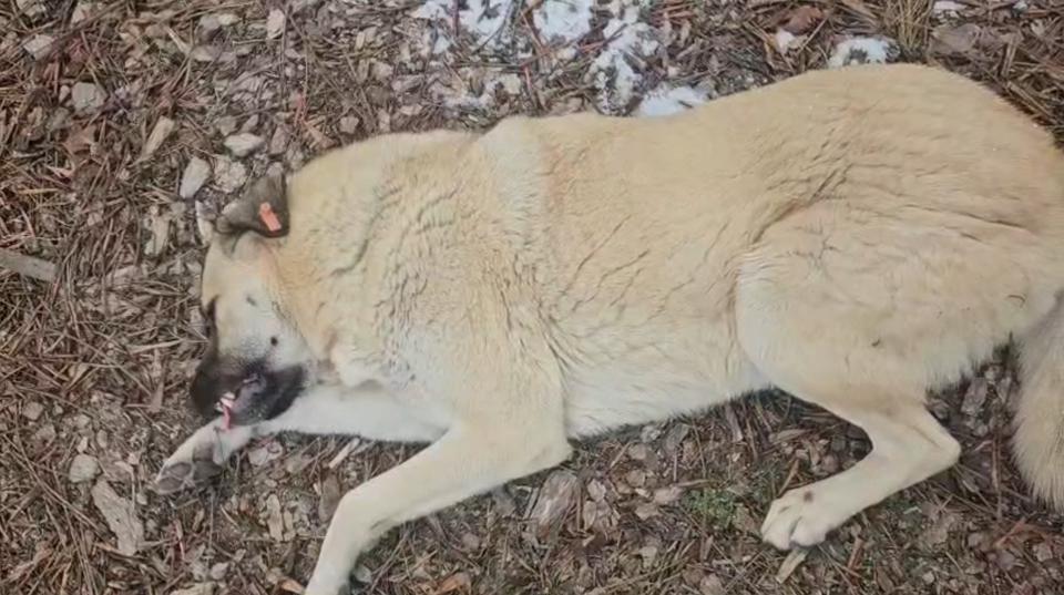 Hayvansever kadın ile belediye personeli arasında köpek tartışması