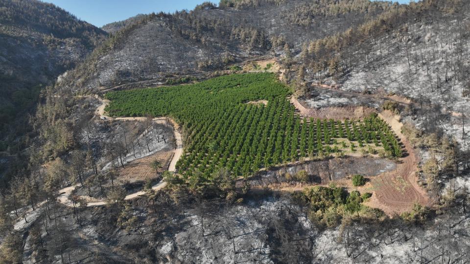 TÜRKİYE'NİN YÜREĞİNİ YAKAN YANGINDA ŞAŞKINA ÇEVİREN GÖRÜNTÜ BURSA'DA 100 HEKTAR KÜLE DÖNDÜ BİR TEK O ALAN YEŞİL KALDI BURSA'NIN GÜRSU İLÇESİNDE 100 HEKTARLIK ORMAN KÜLE DÖNERKEN, ÇİFTÇİNİN GÖZÜ GİBİ BAKTIĞI 25 DÖNÜMLÜK NEKTARIN BAHÇESİ YEMYEŞİL KALDI
