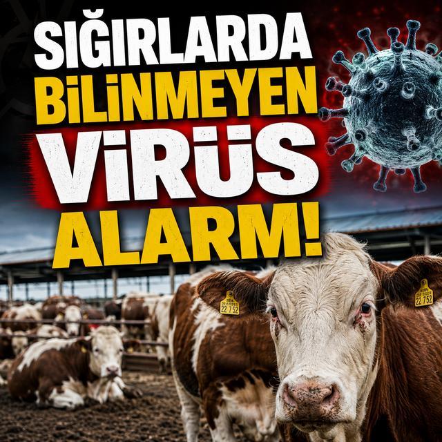 Sığırlarda bilinmeyen virüs alarmı