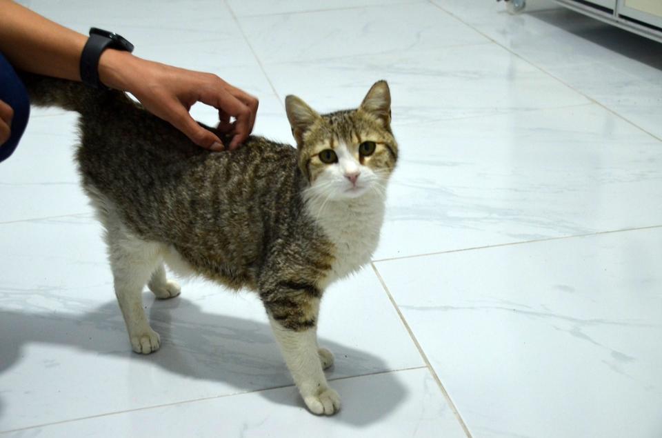Aydın'da akıllı kedi doğum için veterinere geldi