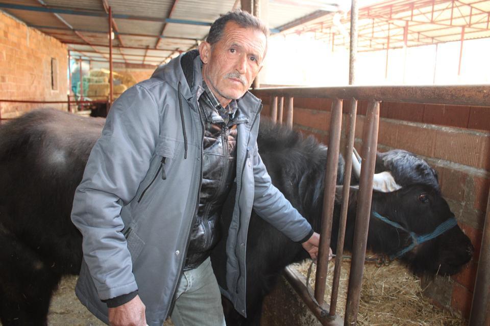 KAYMAK TALEBİ ÇOK, YETERLİ MANDA YOK BOZDOĞAN'IN MANDA KAYMAĞI İLGİ GÖRÜYOR