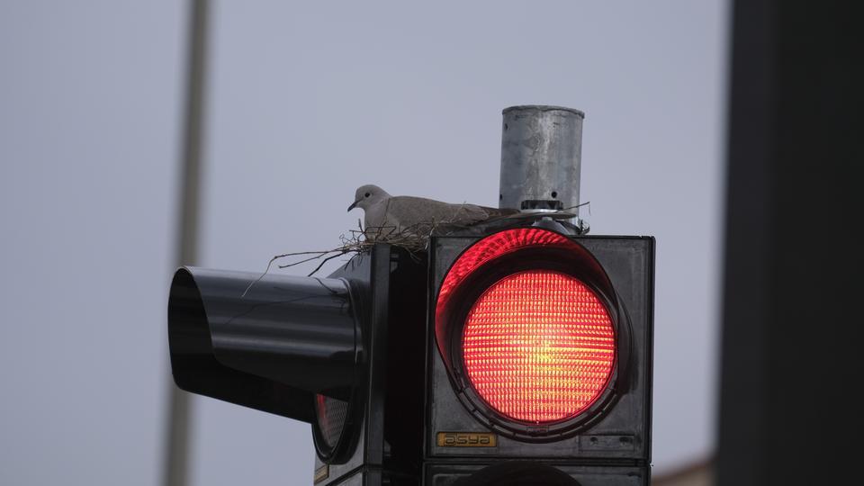 KARAMAN'IN EN İŞLEK KAVŞAĞINDAKİ TRAFİK LAMBASINA YUVA YAPAN KUMRU GÖRENLERİ ŞAŞIRTIYOR