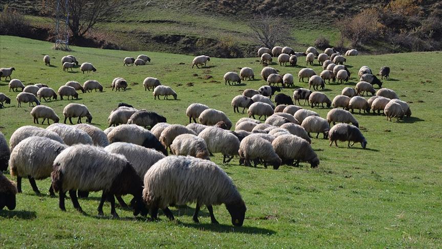 Vekaletle kurban kesim bedelleri açıklandı