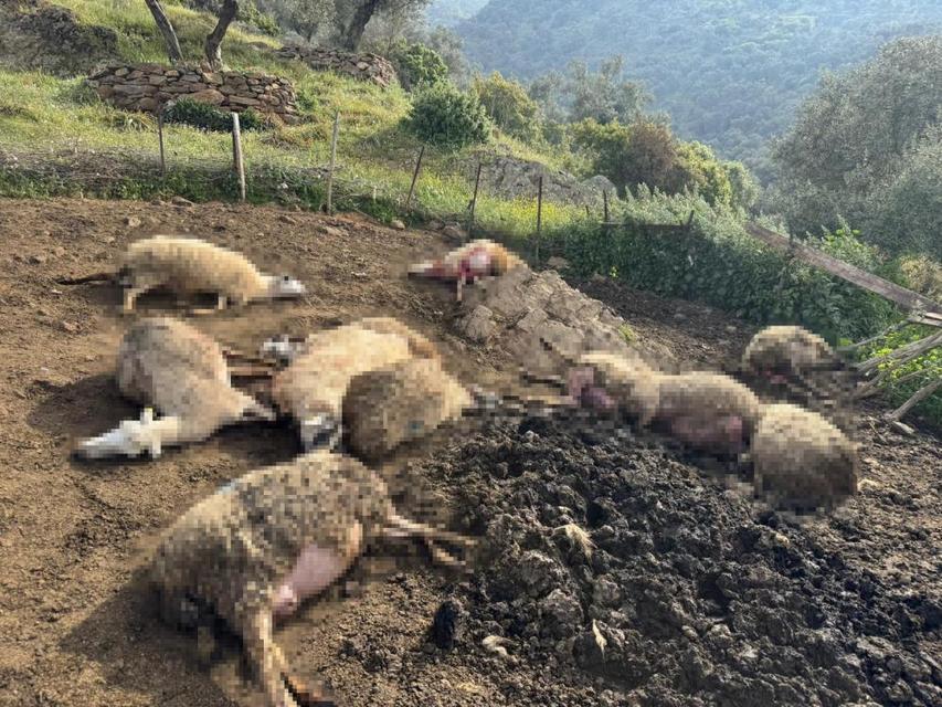 Aydın'da kurdun saldırdığı çok sayıda hayvan telef oldu