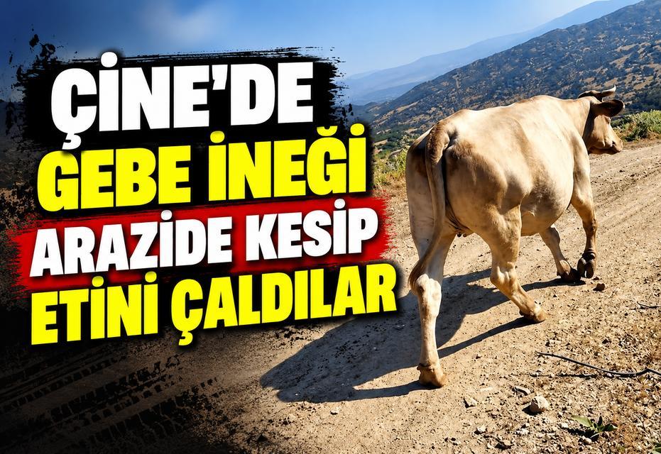 Çine’de gebe ineği arazide kesip etini çaldılar
