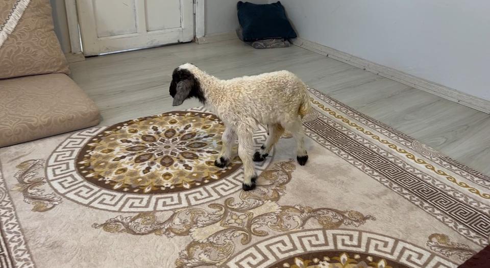 ANNESİZ KALAN KUZU AİLENİN 'UMUT'U OLDU ANNESİZ KUZUYU EV ORTAMINDA BEBEK ŞAMPUANIYLA YIKAYIP BİBERONLA BESLİYORLAR