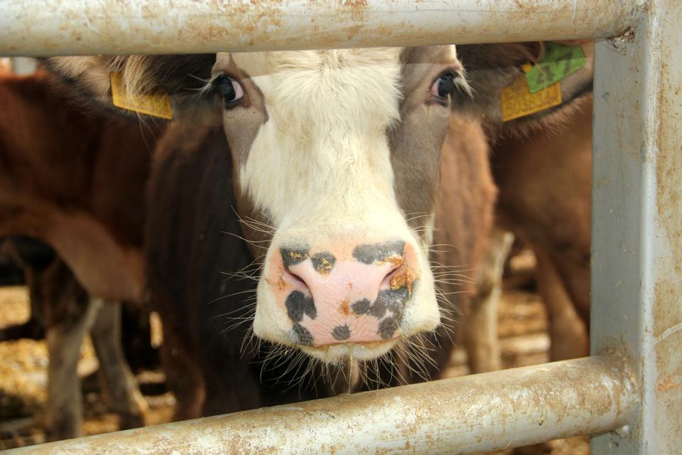Şap nedeniyle 18 köy ve 4 mahalle karantinaya alındı