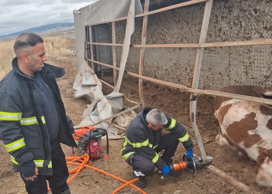 AKSARAY'DA BÜYÜKBAŞ HAYVAN YÜKLÜ TIR DEVRİLDİ