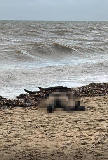 Sahile kadın cesedi vurdu