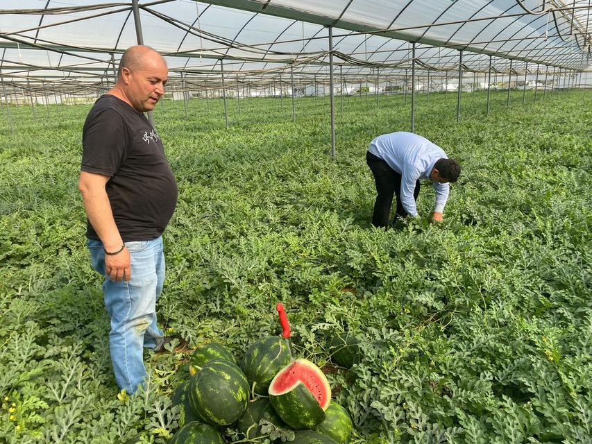 ANTALYA'DAKİ SICAK HAVALAR KARPUZ HASADINI ÖNE ÇEKTİ DÖNÜMDEN 4 TON HASADIN GERÇEKLEŞTİĞİ KARPUZUN KİLOSU 23 İLA 25 LİRA ARASINDA DEĞİŞİYOR