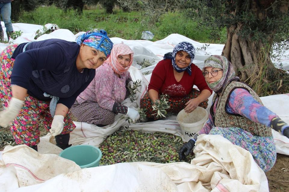 AYDIN'DA ZEYTİN ÜRETİCİSİ ZAMANLA YARIŞIYOR