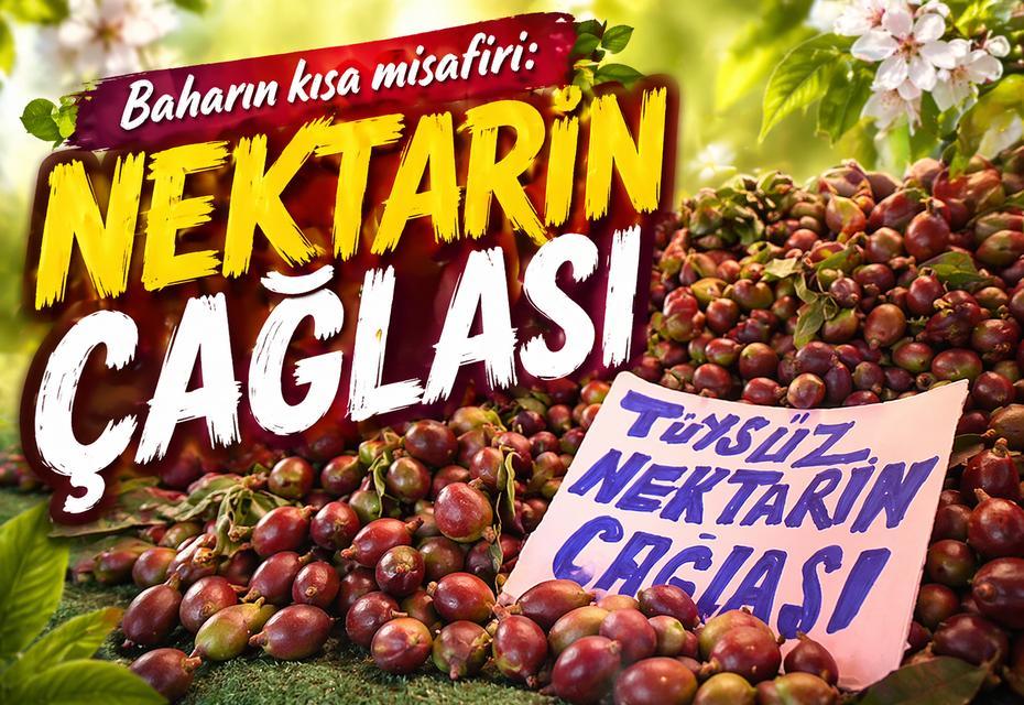 Baharın kısa misafiri: Nektarin Çağlası