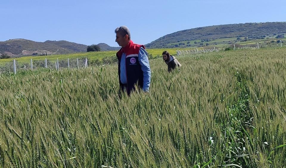 Didim’deki tarlalarda hastalık ve zararlıya rastlanmadı