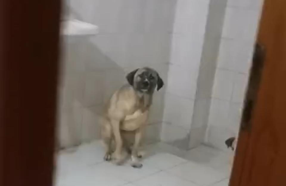 TURGUTLU'DA EVİNDE 12 KÖPEKLE YAŞAYAN KADIN GÖZALTINA ALINDI