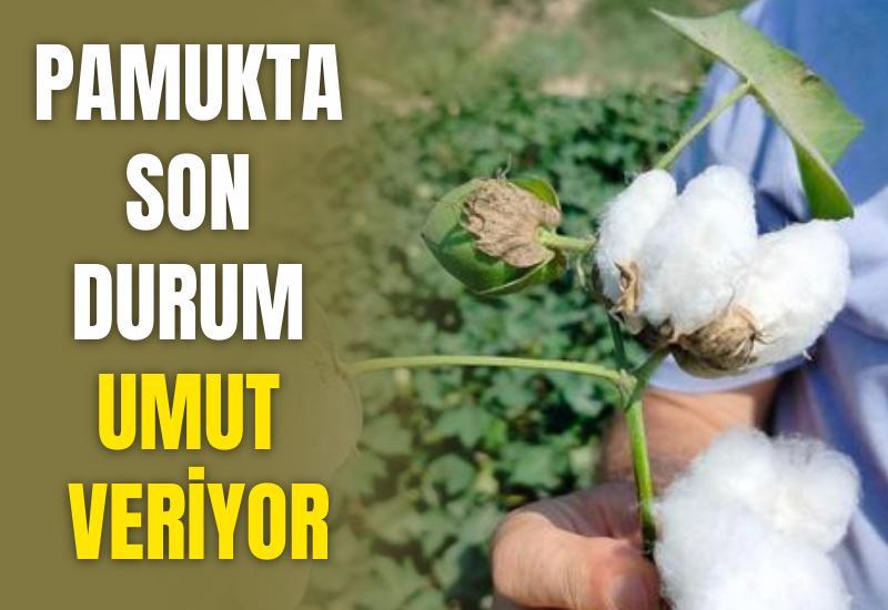 Pamukta son durum umut veriyor