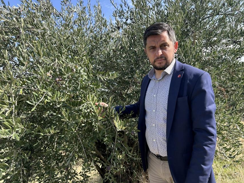 "Aydın'da zeytin üreticisi emeğinin karşılığını alamıyor"
