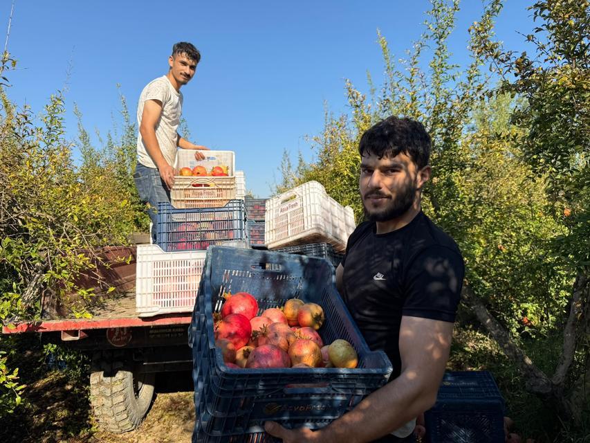 ANTALYA'DA YAĞMUR UYARILARI NAR HASADINI ÖNE ÇEKTİ: TARLADA KİLOSU 15-30 LİRA ARASINDA