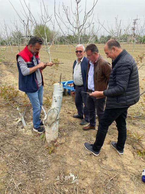 Koçarlı'da üreticilere "Cevizde Aşılama" eğitimi verilecek