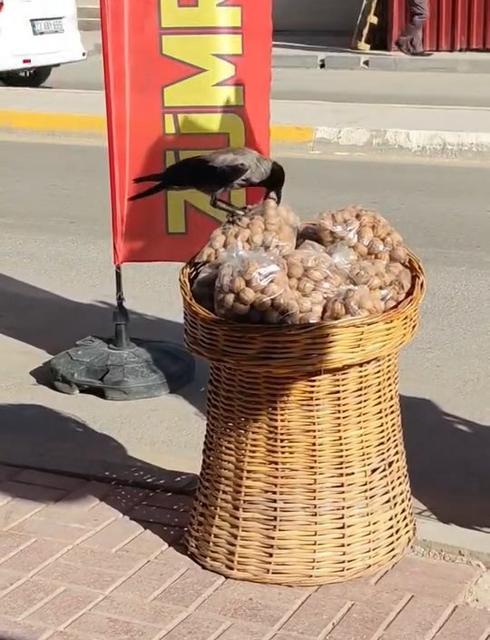 Ceviz çalan karga kameralara yakalandı