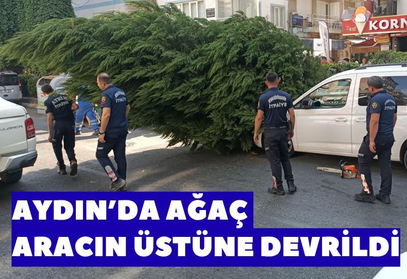 Aydın’da ağaç aracın üstüne devrildi