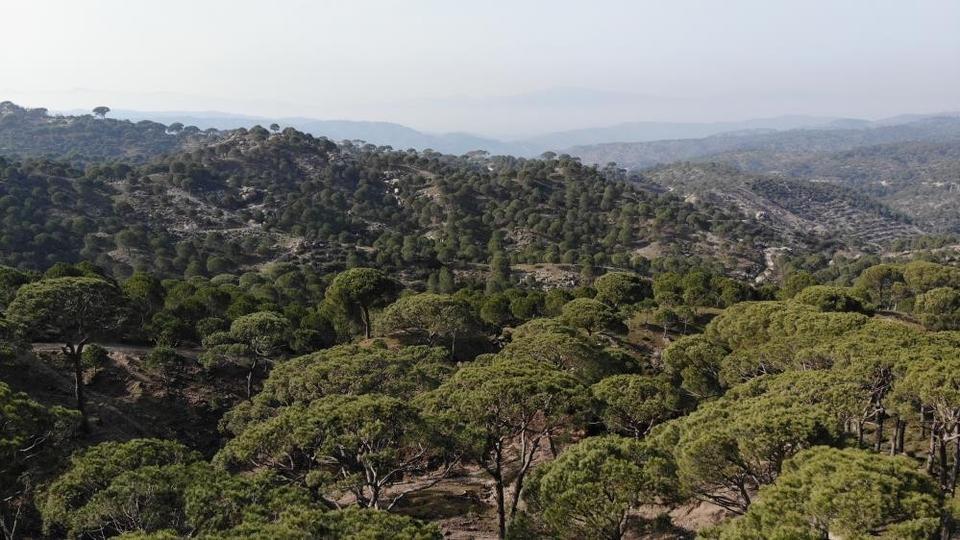 KİLOSU ALTINLA YARIŞAN ÇAM FISTIĞINI İZİNSİZ TOPLAYAN 3 ŞÜPHELİ SUÇÜSTÜ YAKALANDI