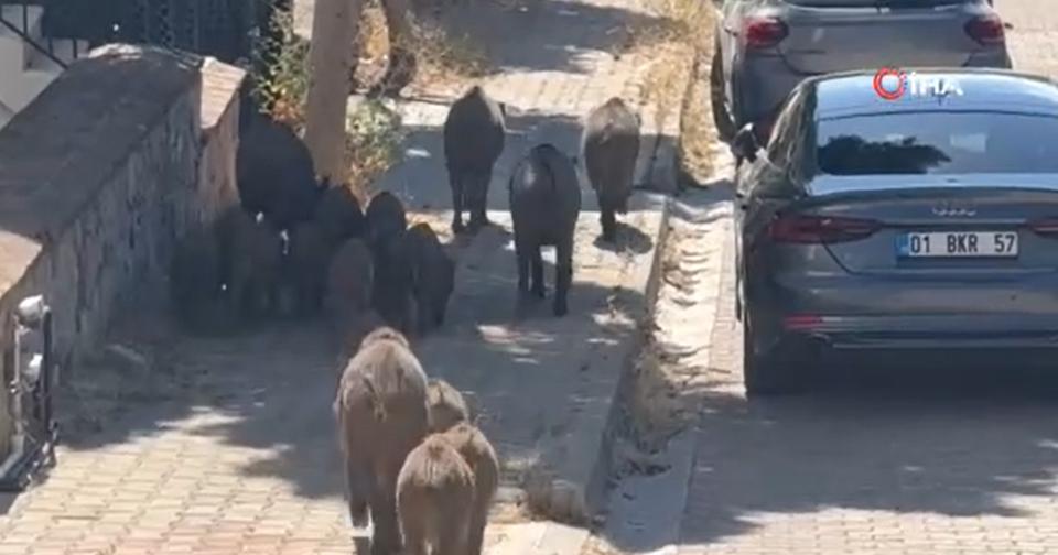 Bodrum'da gündüz vakti, domuz sürüsü mahalleye indi