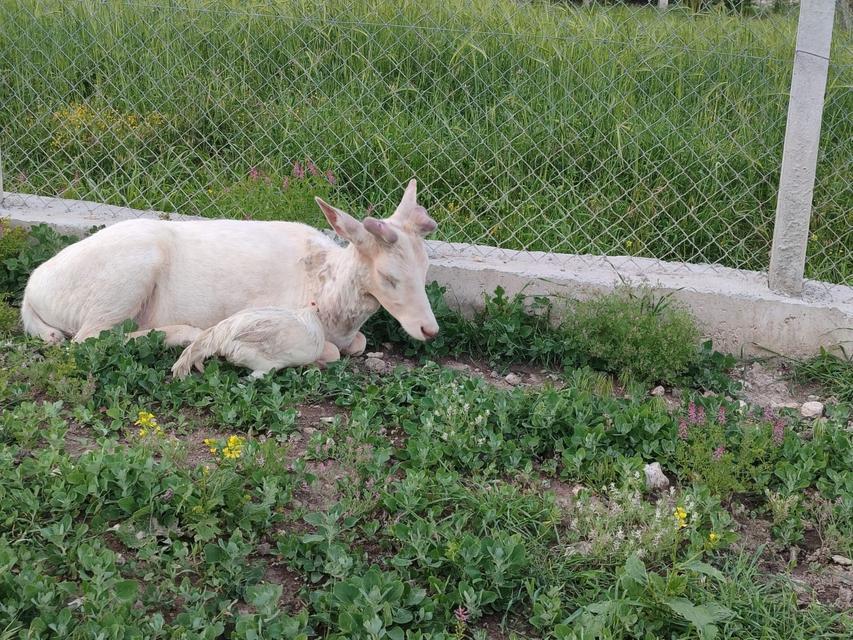Beyaz alageyik evin bahçesine indi