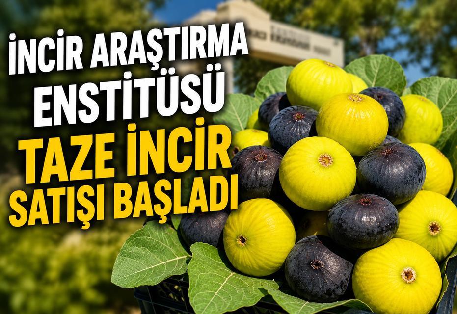 Aydın'da taze incir satışı başladı