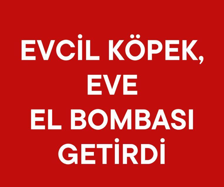 Evcil köpek, eve el bombası getirdi