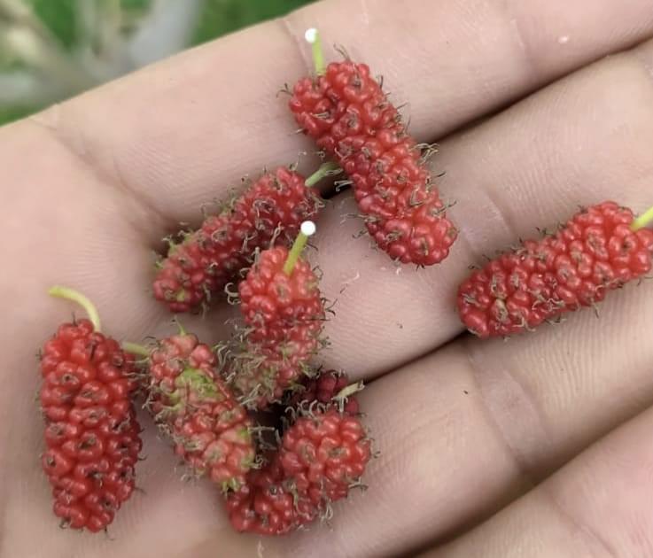 TUNCELİ'DE DUT AĞACI MEVSİMİ ŞAŞIRDI, İKİNCİ KEZ MEYVE VERDİ