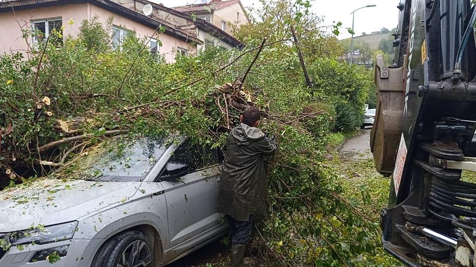Park halindeki otomobilin üzerine ağaç devrildi
