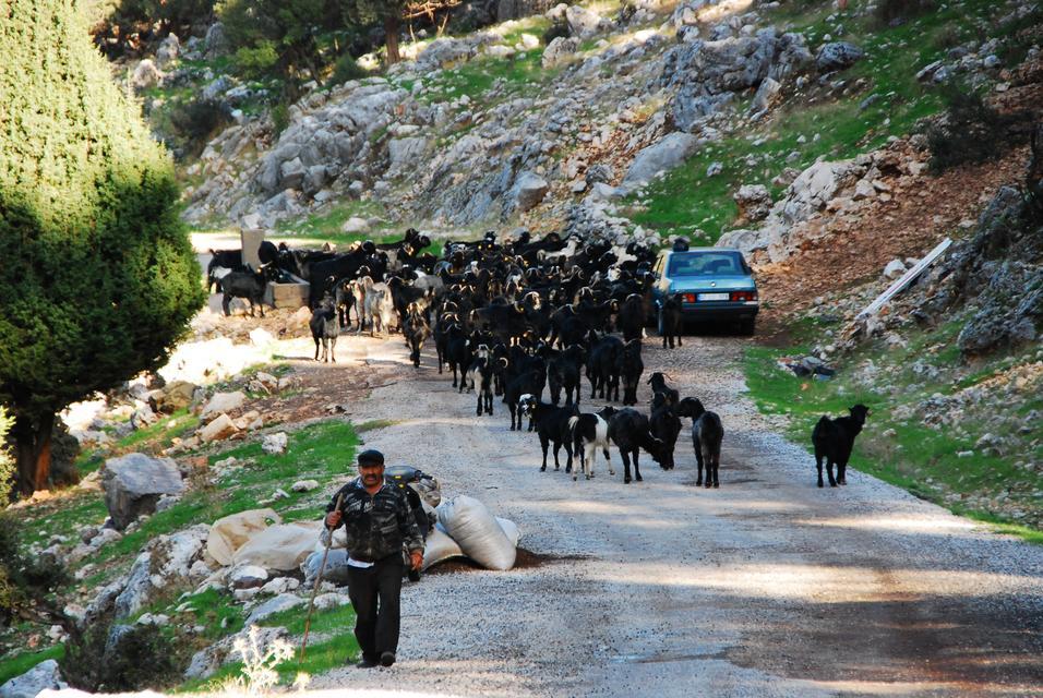 Yörüklerin yaylalardan dönüşleri başladı