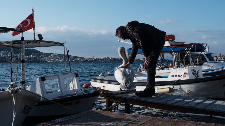Foça, bu yaz da sevilen misafiri pelikan Tosun'u ağırlıyor